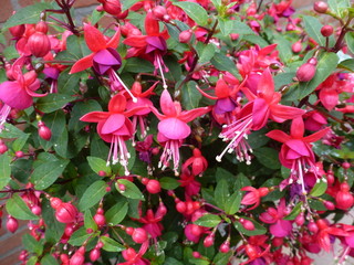 fuchsia