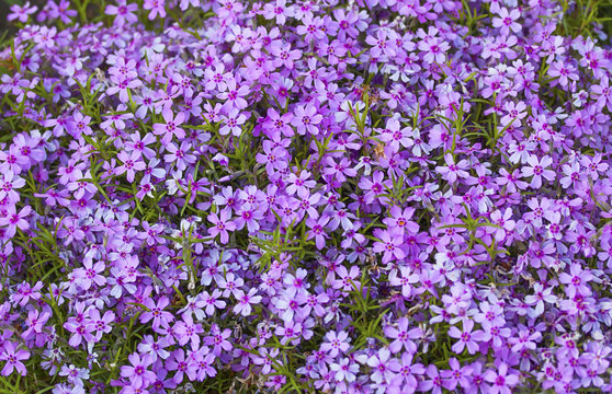 Fototapeta wild purple flowers