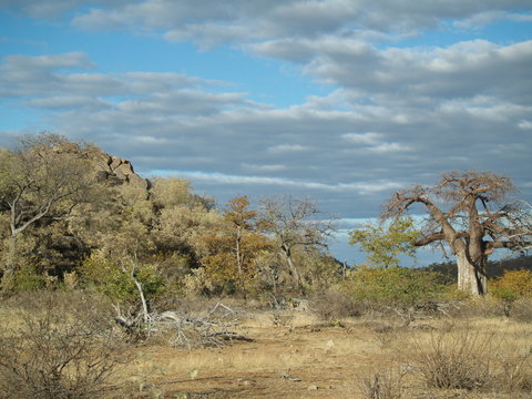 Landscape of the savannah in Botswana