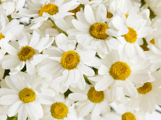 Bouquet of daisies
