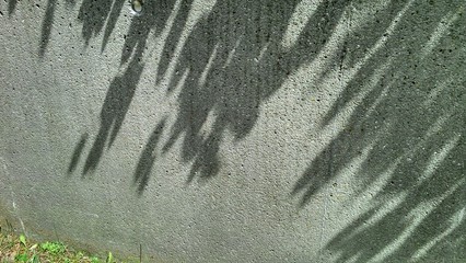 Flower shadow on the wall