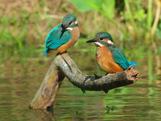 Two kingfishers on a branch