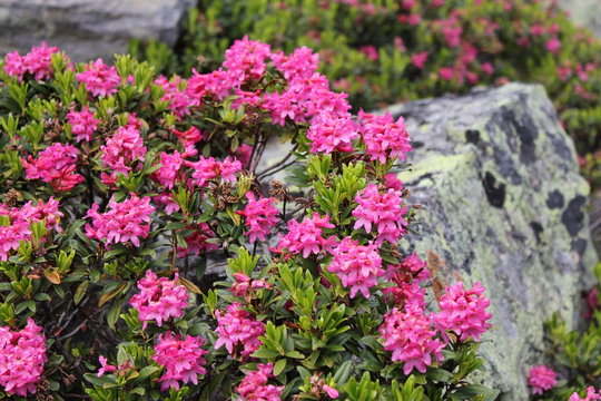 Alpenrose (Rhododendron hirsutum)