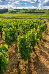 vignes de Bourgogne