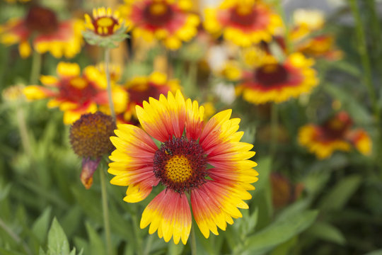 Kokardenblumen