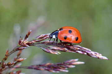 Fototapeta premium Ladybug on grass spikelet macro