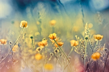 Beautiful nature - meadow flowers - obrazy, fototapety, plakaty