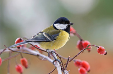 Great tit