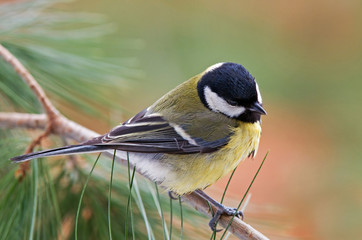 Fototapeta premium Great tit on a pine tree branch