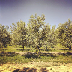Fototapeta premium Olivenbaum