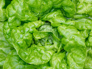 Fresh butter head lettuce with water drops