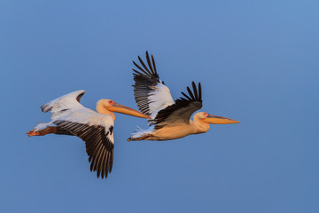 white pelicans (pelecanus onocrotalus)