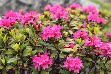 Fototapeta premium Alpenrose (Rhododendron hirsutum)