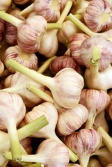 garlic