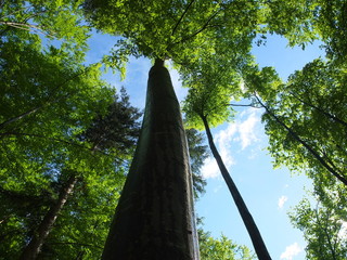 Вода стекает струями по стволу могучего дерева © iuliiia