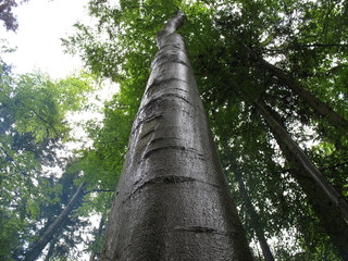 Вода стекает струями по стволу могучего дерева © iuliiia