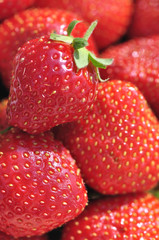 Fraises gariguettes