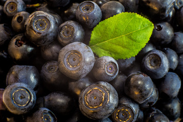 Natural forest blueberries background