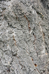 Apricot tree bark