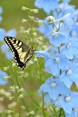 青い花に留まるアゲハチョウ
