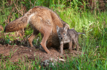 Coyote (Canis latrans) & Pup Outside Den Hole