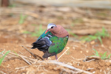 Emerald dove (Chalcophas indica) in Japan