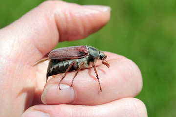 Der Maikäfer auf der Hand