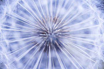 Dandelion seeds © Elenathewise