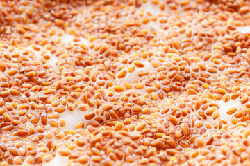 Closeup cress seeds planted to grow on wet cotton as background