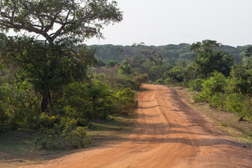 Safai in the Yala Nationalpark