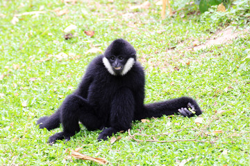 White cheeked gibbon or Lar gibbon