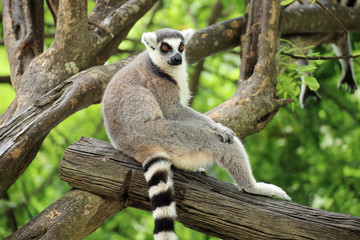 Ring-tailed lemur