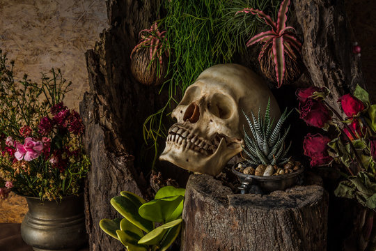 Still life with a human skull with desert plants, cactus, roses