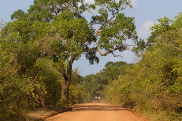 Safai in the Yala Nationalpark