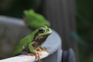 アマガエル
