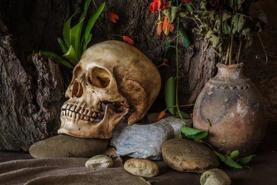 Still life with a human skull with desert plants, cactus, roses