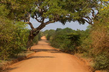 Safai in the Yala Nationalpark