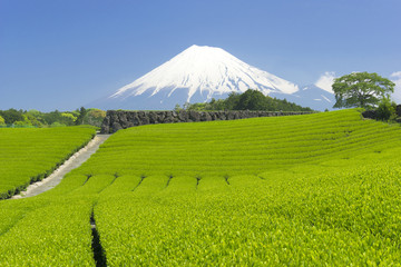 Obrazy na Plexi  Plantacja herbaty i góra Fuji-1417