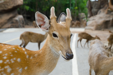 Deer in Zoo