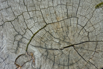 wood texture on a timber