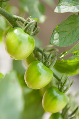 青いミニトマト