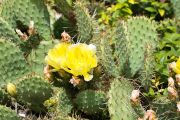 Kaktus mit Blüte