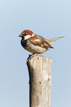Passero domestico