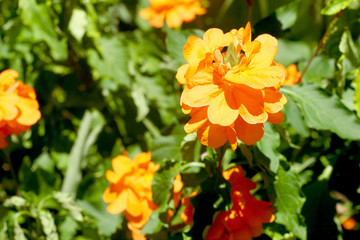 Orange flowers in nature