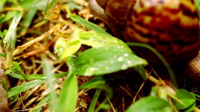 Closeup of many crawling, loving and eating Snails in the grass.