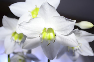 Белый нарцисс