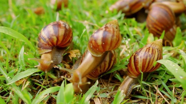 Closeup of many crawling, loving and eating Snails in the grass.