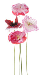 Fototapeta premium poppy