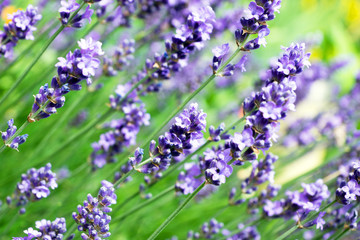 Lavendel Pflanze in einem Garten