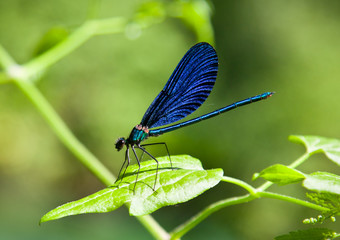 Damselfly on green plant with green background.